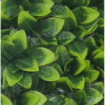 Растения GREEN WALL >> ICNT 125050 - Image 2