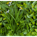 Растения GREEN WALL >> ICNT 135050 - Image 2