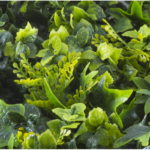 Растения GREEN WALL >> ICNT 145050 - Image 2