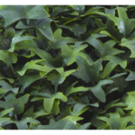 Растения GREEN WALL >> ICNT 165050 - Image 2