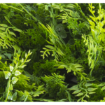 Растения GREEN WALL >> ICNT 175050 - Image 2