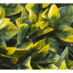 Растения GREEN WALL >> ICNT 195050 - Image 2